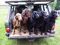 flatcoated retrievers