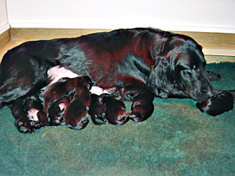 Flatcoat retriever puppies at 2 days old