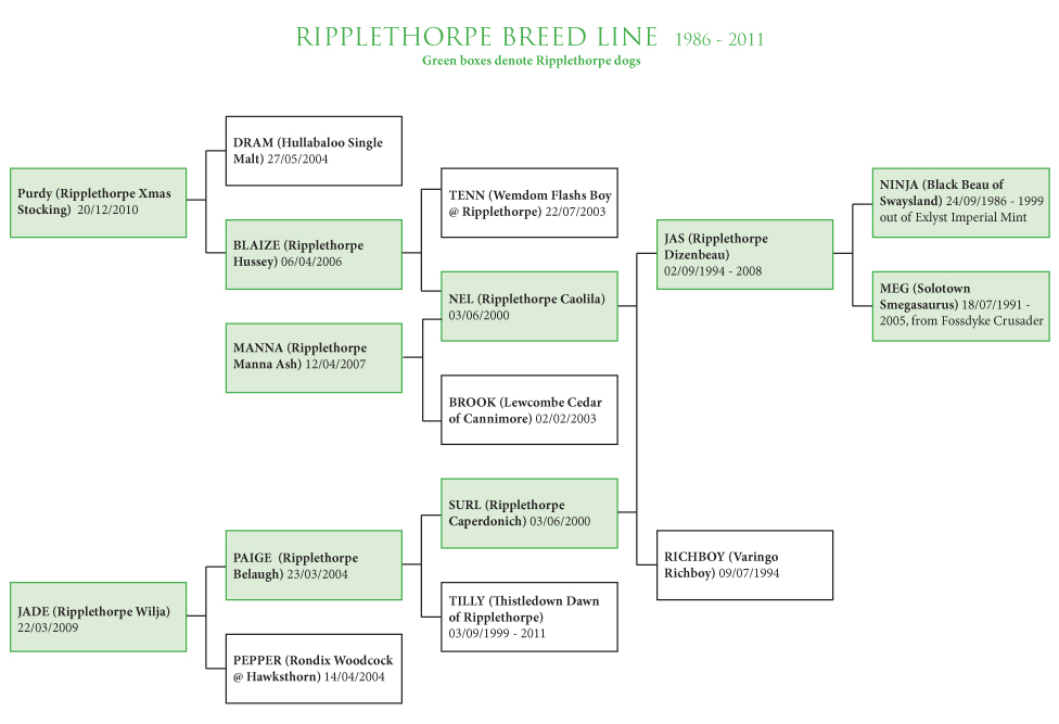  Ripplethorpe Breed Line